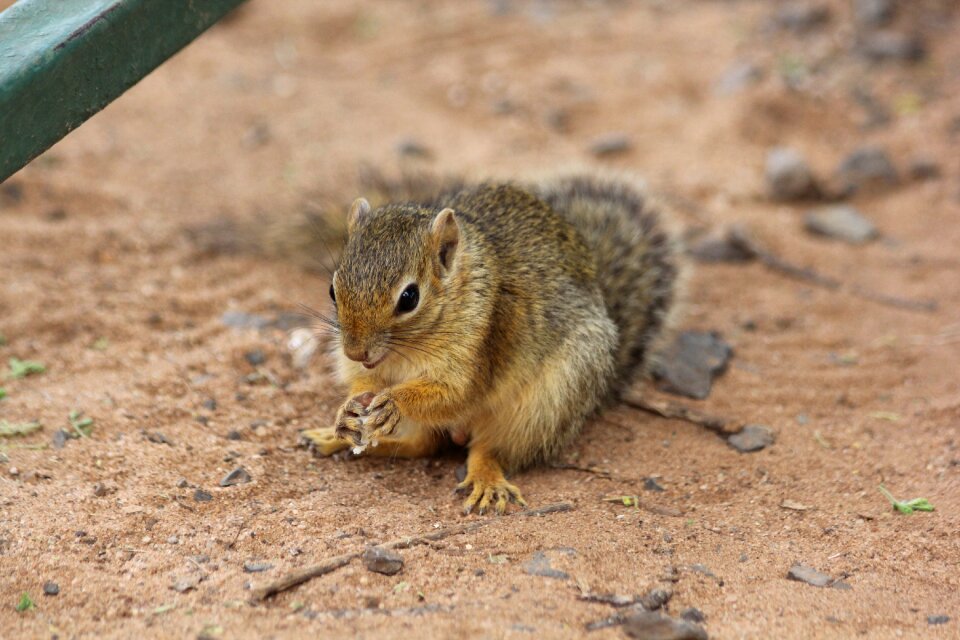 Tarangire gophers wild animal