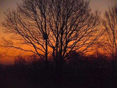 Sunrise tree orange photo