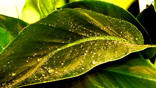 Green droplets moist