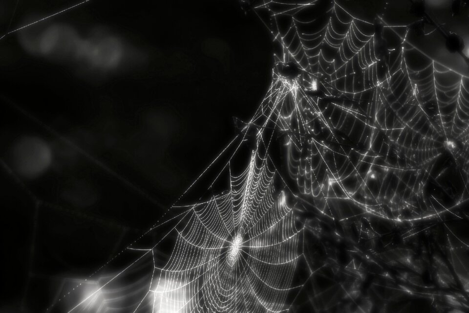 Insect creepy black and white