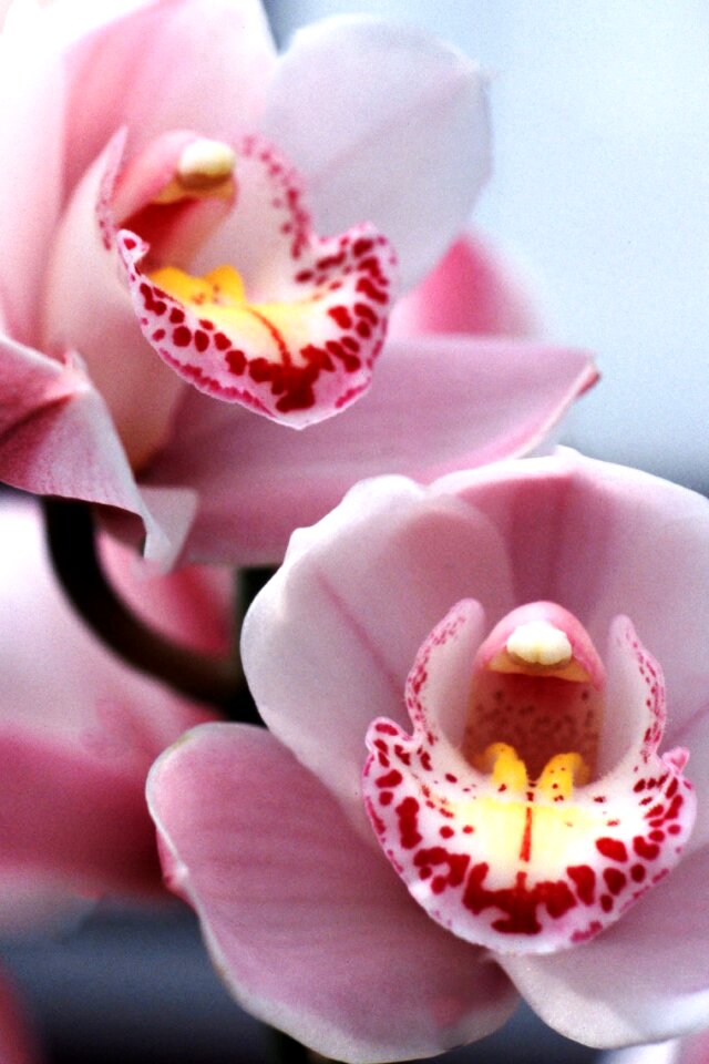 Orchid pink orchid orchid show