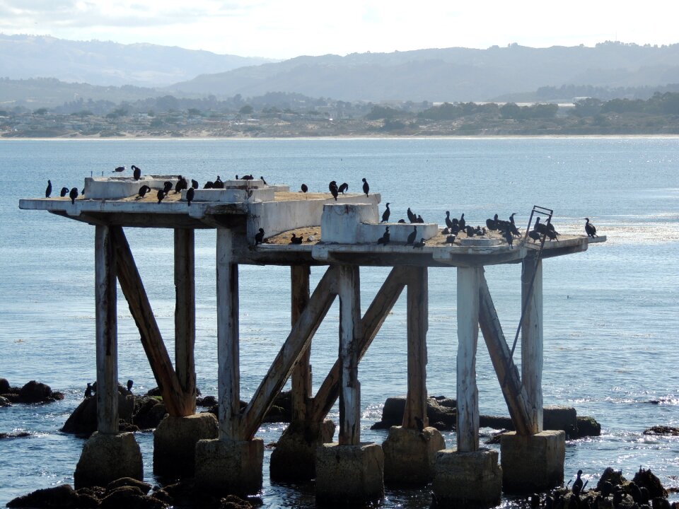 Birds rocks pier
