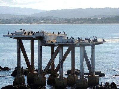 Birds rocks pier photo