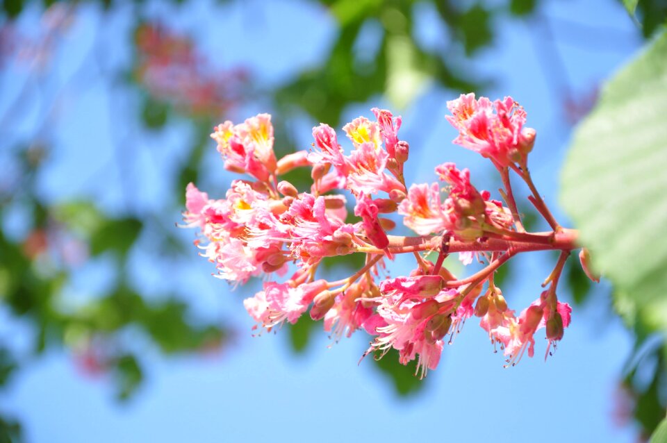 Pink green blue