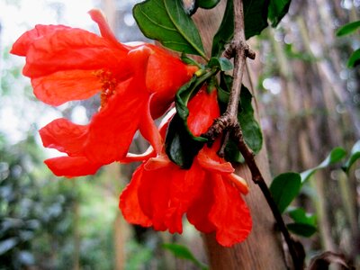 Orange bright garden