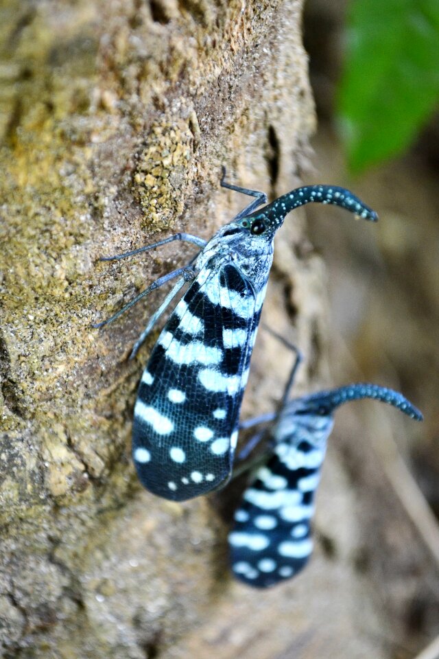 Insect pest butterfly