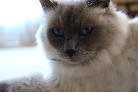Close-up portrait feline