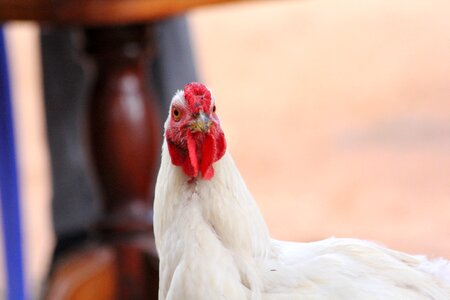 Bird nature poultry photo