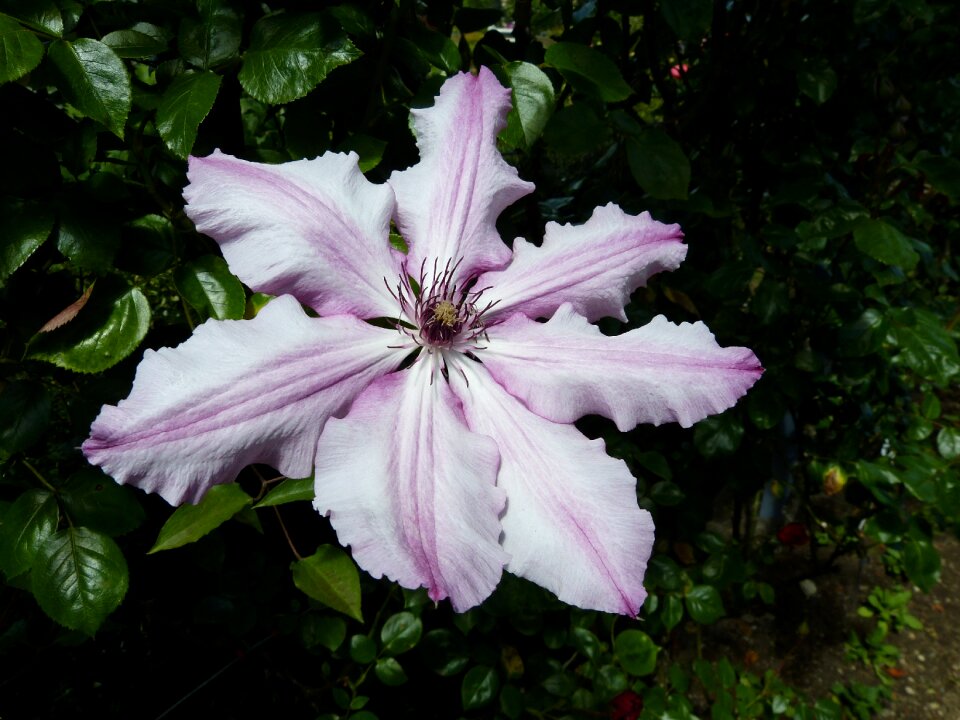 Bloom nature flora