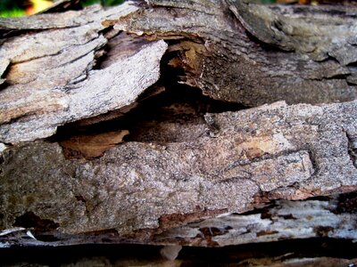 Wood tree trunk dry photo