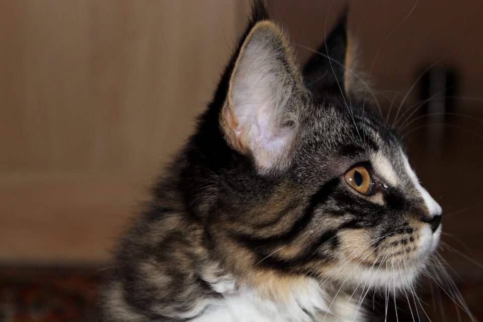 Young cat playful curious