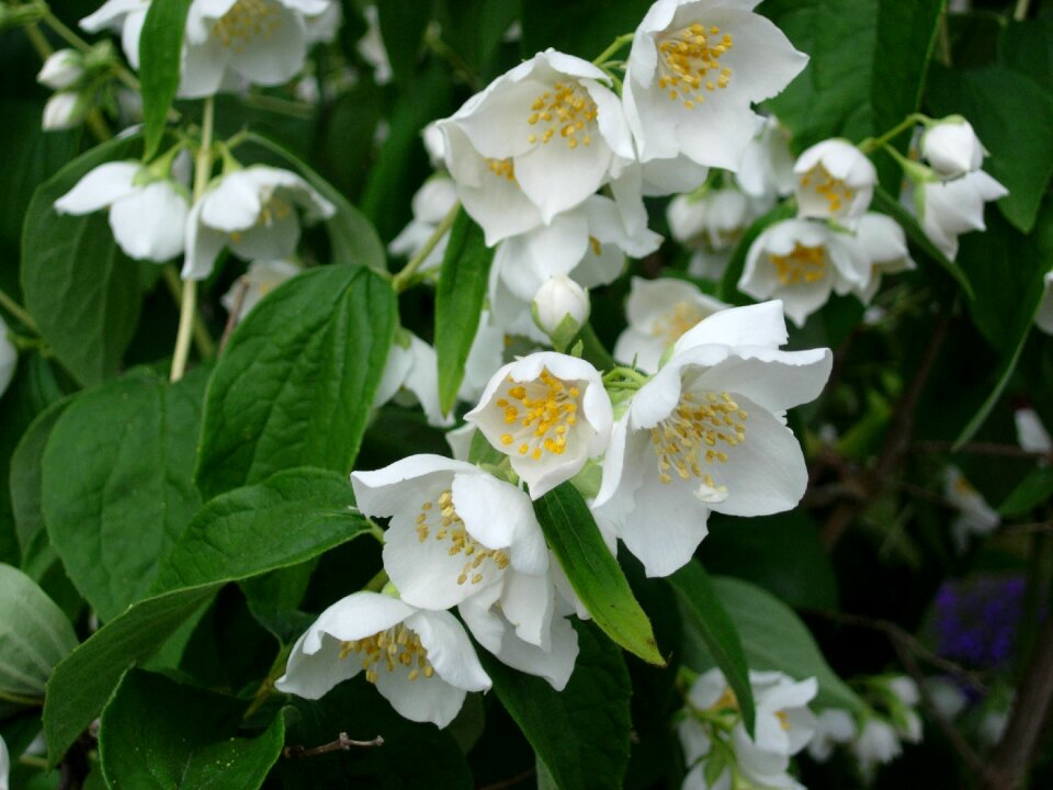 Blossom bloom white