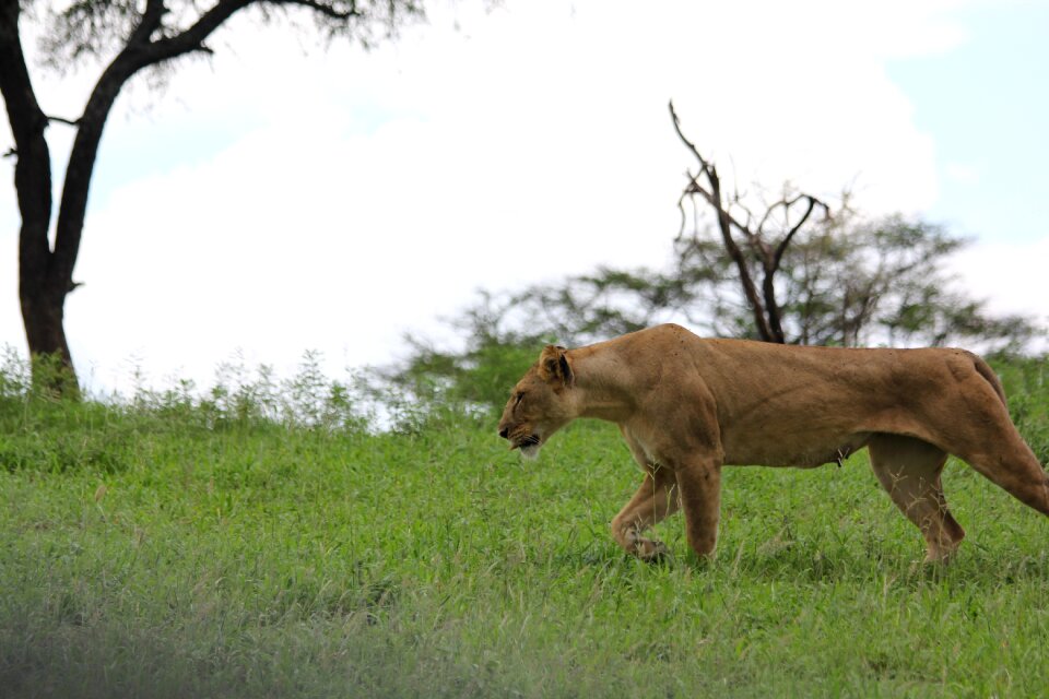 Lion lioness wild animal