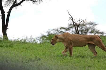 Lion lioness wild animal photo