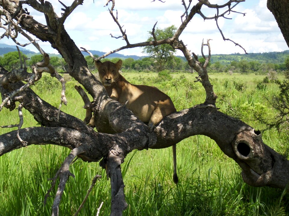 Lion wilderness national park