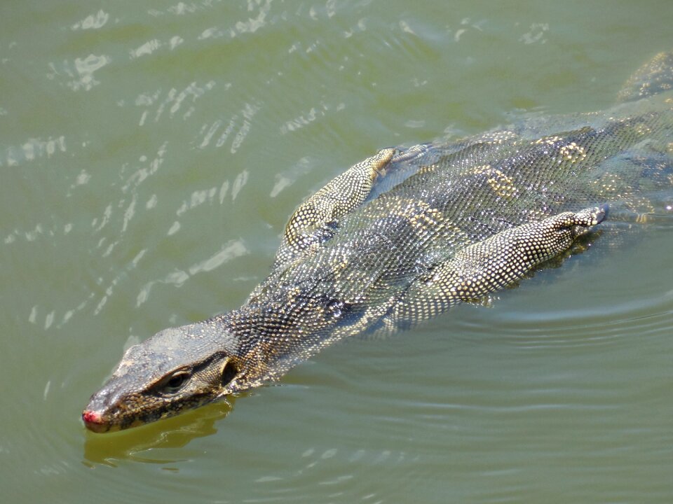 Iguana reptile animal