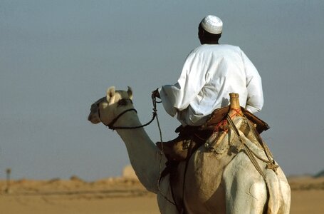 Dromedary egypt desert photo