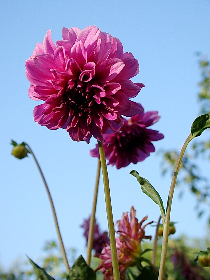 Pink flowers garden flower