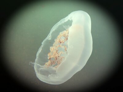 Gelatinous sea animal medusa photo