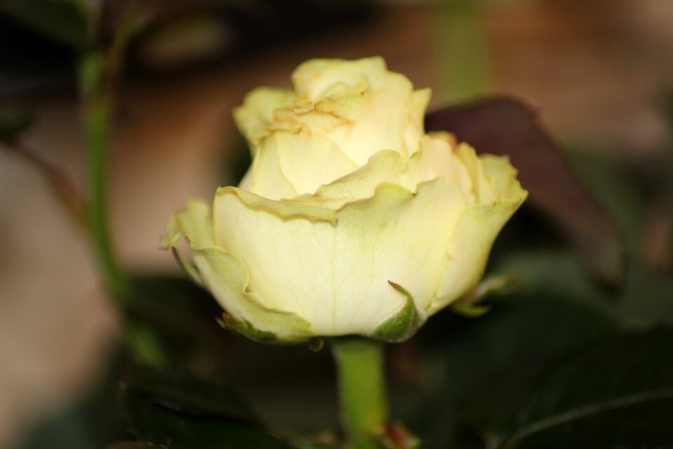 Nature plant rose