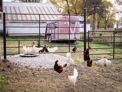 Animals birds farm land