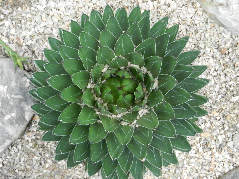 Plants cactus step