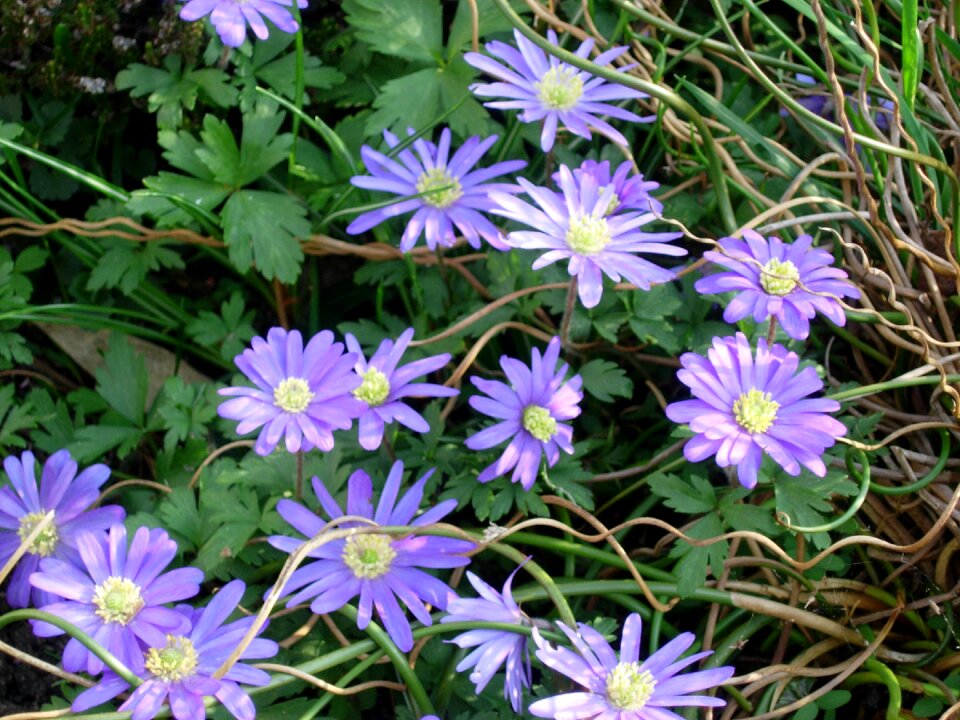 Flowers garden flower