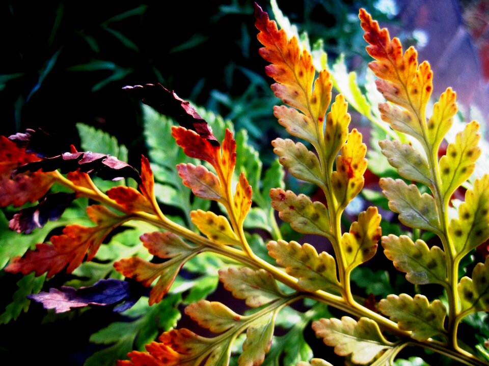 Green tips browning