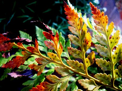 Green tips browning