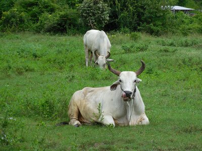 Nature cow cattle