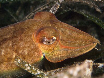 Diving underwater creature