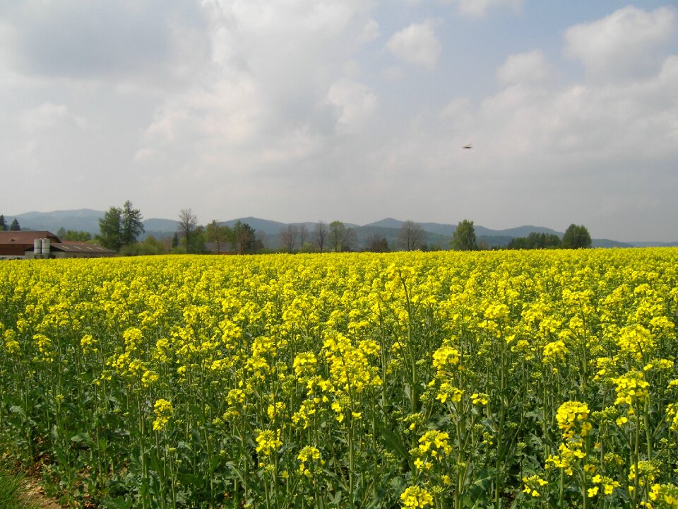 Field of rapeseeds field flowers