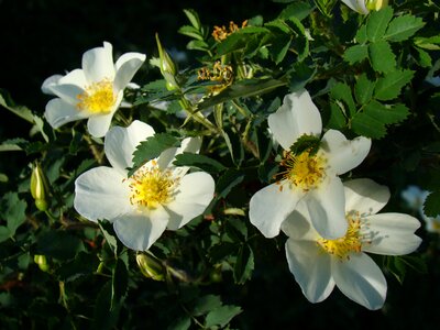 June sun day
