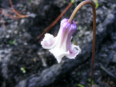 Flower flowers purple