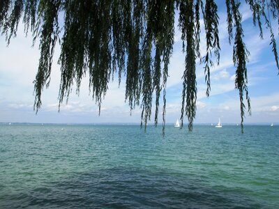 Weeping willow pasture salix babylonica photo