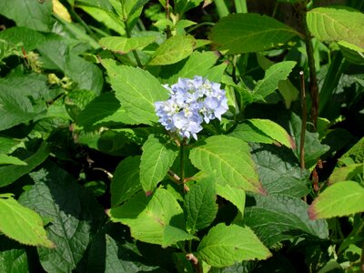 Blue flower greenhouse hydrangea