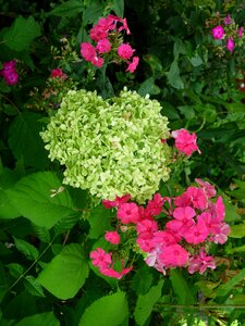 White pink plant photo