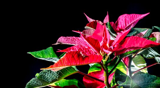 Red leaf advent winter flower photo