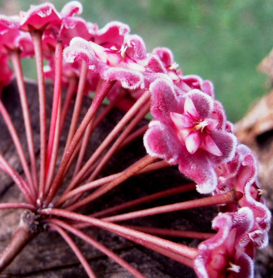 Flowerhead florets velvety