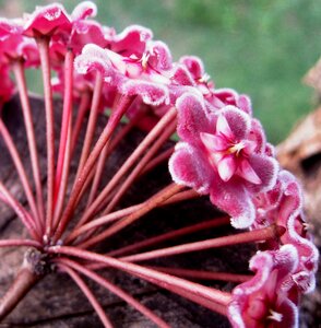 Flowerhead florets velvety