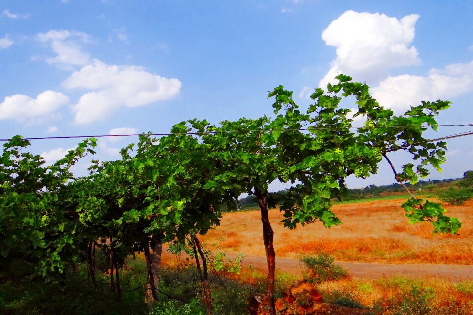 Farming karnataka india