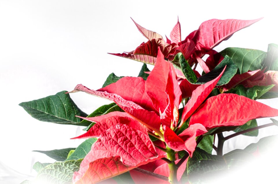 Red leaf advent winter flower