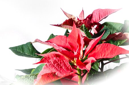 Red leaf advent winter flower photo