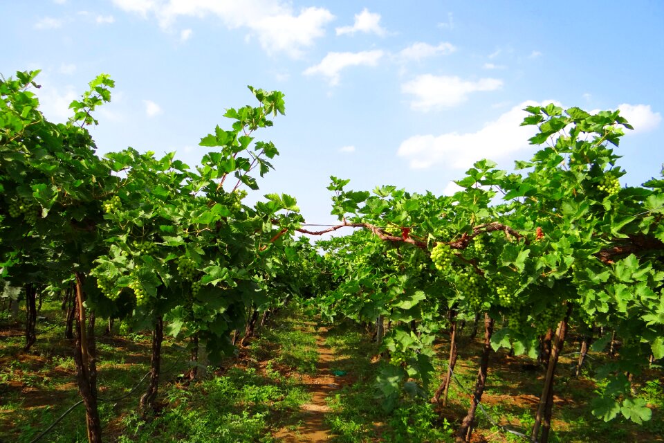 Farming grapes agriculture