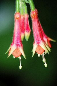 Punica flower red