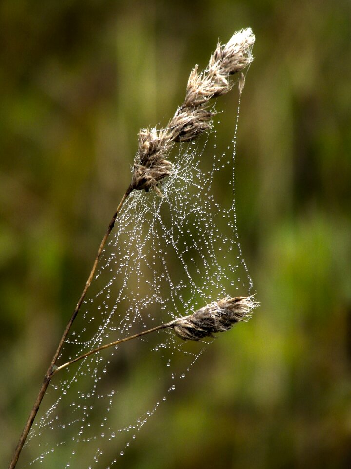 Dewdrop nature plant