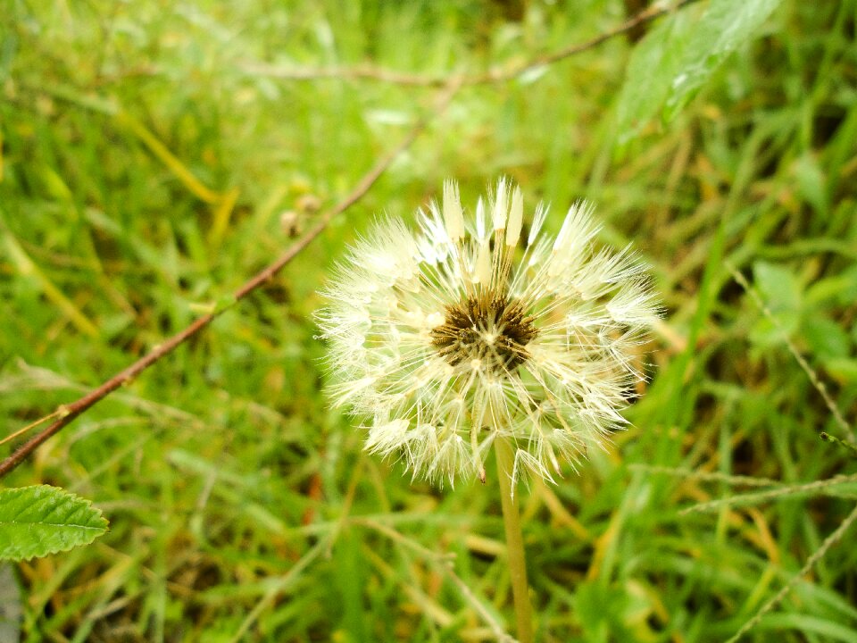 Dandelion flower nature