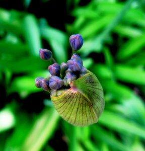 Bud capsule blue