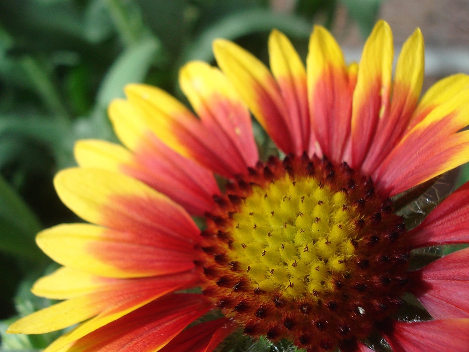 Close up nature plant photo