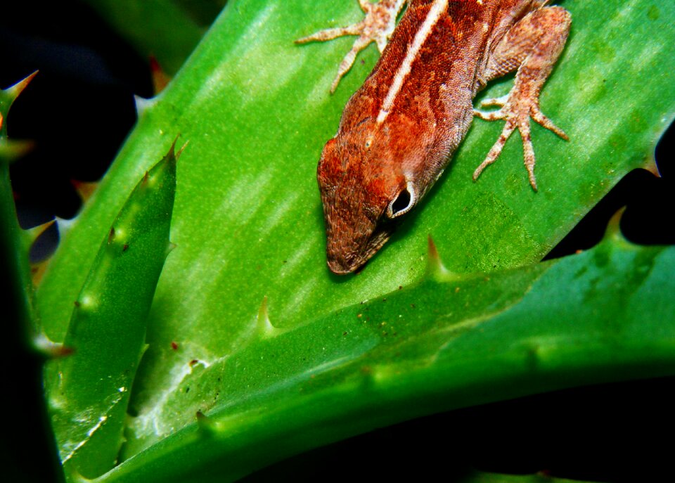 Aloe plant brown anole